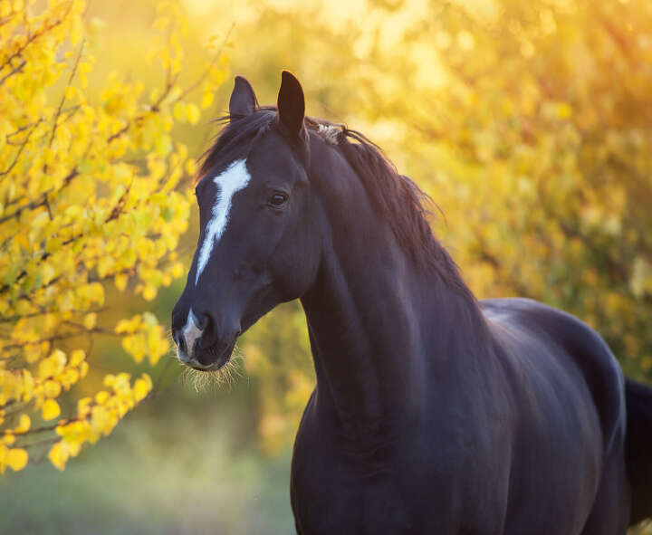 gut zu wissen herbstzeit hoeveler (1)